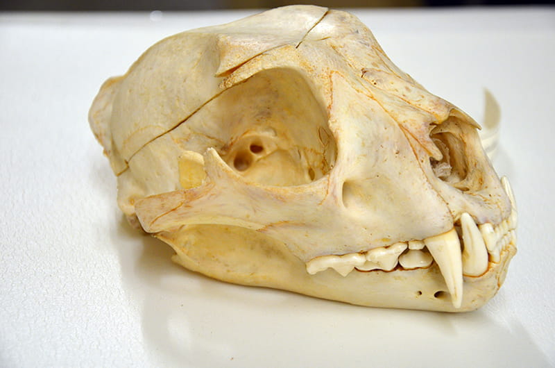 snow leopard skull