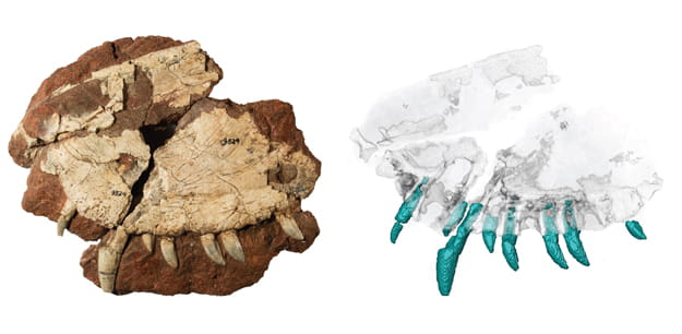 The Dimetrodon fossil, at left, with the CT scan of it used by the Canadian research team led by the University of Toronto Mississauga’s Kirsten Brink, PhD. Photo courtesy of Kirsten Brink.