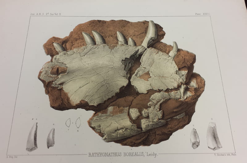 A lithograph of the fossil from around the time it originally made its way into the Academy’s collection.