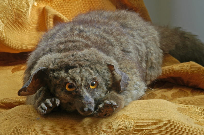 A "bushbaby," or Otolemur crassicaudatus, an African primate collected by the Rev. Aldin Grout near his Zulu mission in South Africa in the 1840s.
