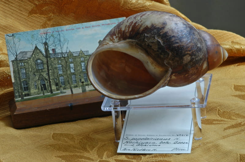 The large land snail, Megalobulimus popelairianus, was collected by Brother Niceforo Maria in Peru in the early 1900s. Behind the snail's shell, you can see a picture of the Academy as it appeared when it was constructed in 1876.