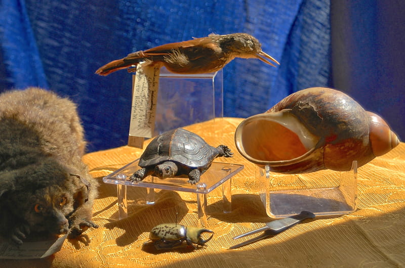 Specimens from that were contributed to the Academy's collection by clergy during the museum's early days. They include a bushbaby, giant snail, beetle, turtle and bird.