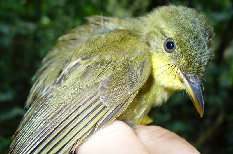 The researchers' capture data showed a 90 percent decline of the icterine greenbul species. Photo credit: Nicole Arcilla.