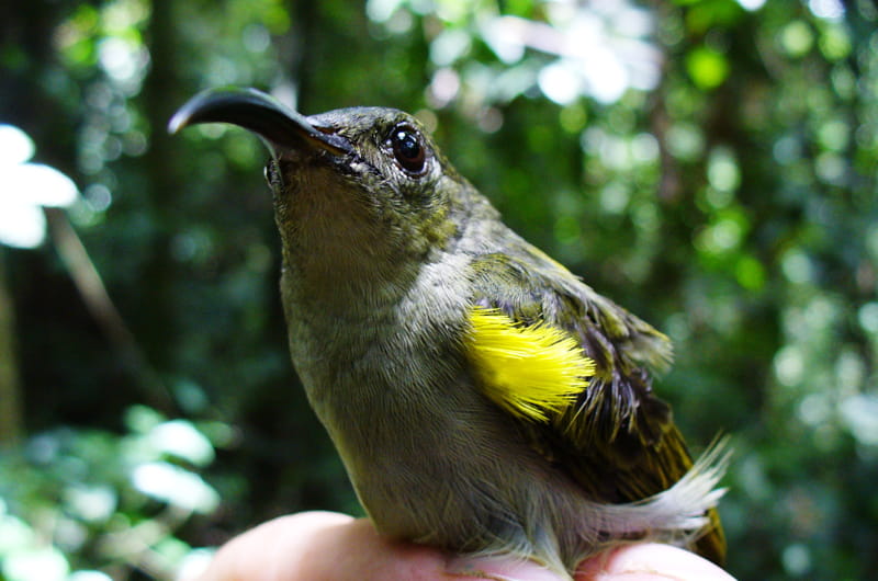 The olive sunbird declined in abundance by approximately 50 percent in 15 years. Photo credit: Nicole Arcilla.