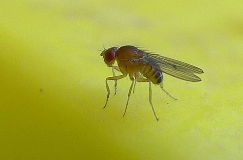A fruit fly on a compost pile. Photo by John Tann.