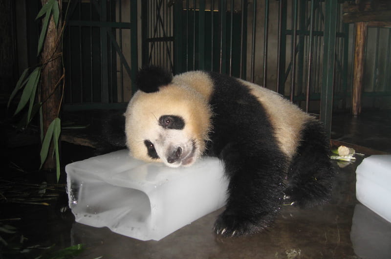 A giant panda cooling off with a block of ice. Photo by Mingxi Li.