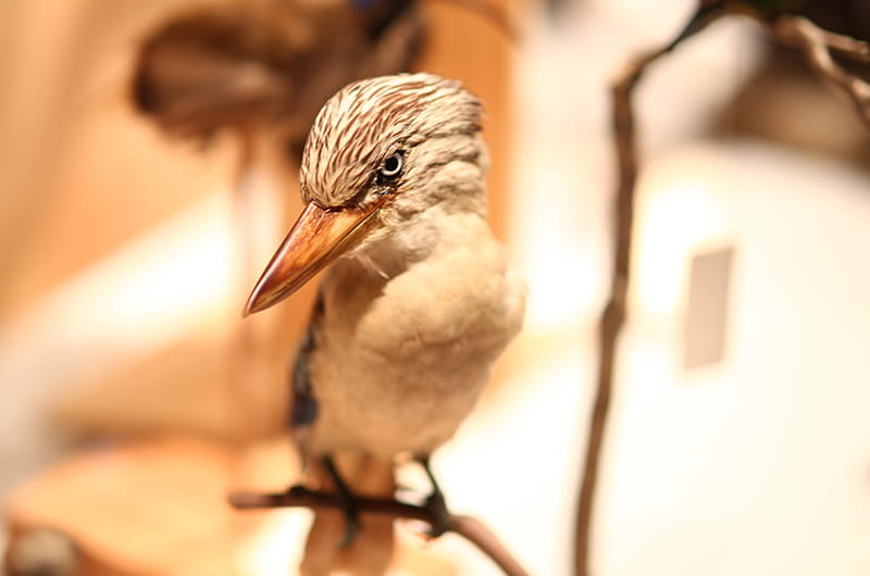  A kookaburra from the Academy of Natural Sciences collection, photographed by Jeff Fusco.
