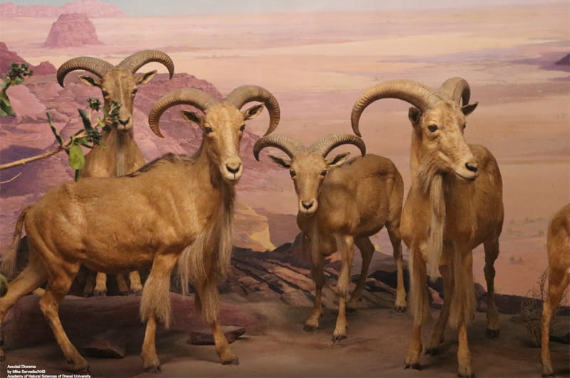 A diorama featuring four different aoudads, or Barbary sheep, a species native to North Africa.