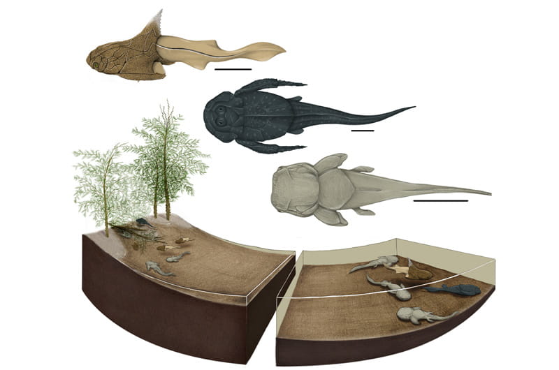 An artist's depiction of what the Strud nursery ecosystem may have looked like, including the three different placoderm species discovered at the site and the likely plant-life there. Image by Justine Jacquot-Hameon/PLOS-One.