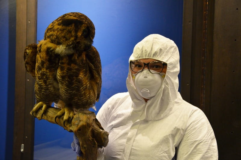 Kelly Bishop, a senior in the Antoinette Westphal College of Media Arts & Design who completed a co-op with The Drexel Collection, donned protective gear to work with taxidermy birds preserved with arsenic for a 2016 exhibit.