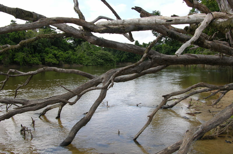 A fallen tree sticking into a river.