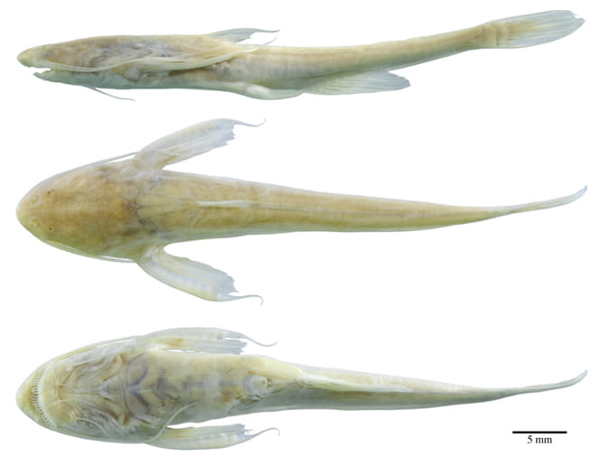 A side, top and bottom view of a Xyliphius sofiae specimen.