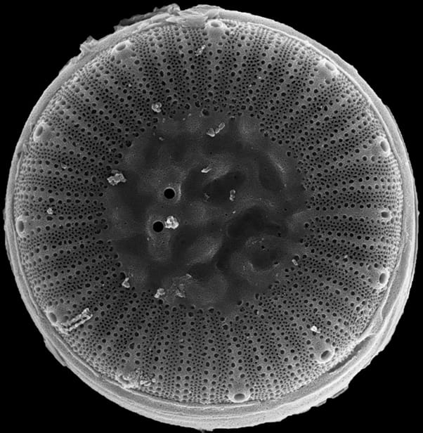 A microscopic photo of Cyclotella choctawatcheeana