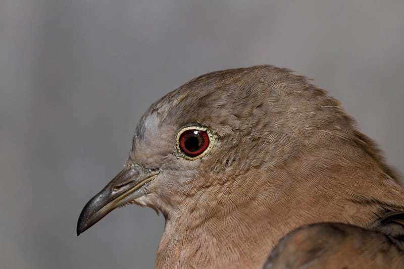 A close up of the Ruddy ground dove's head