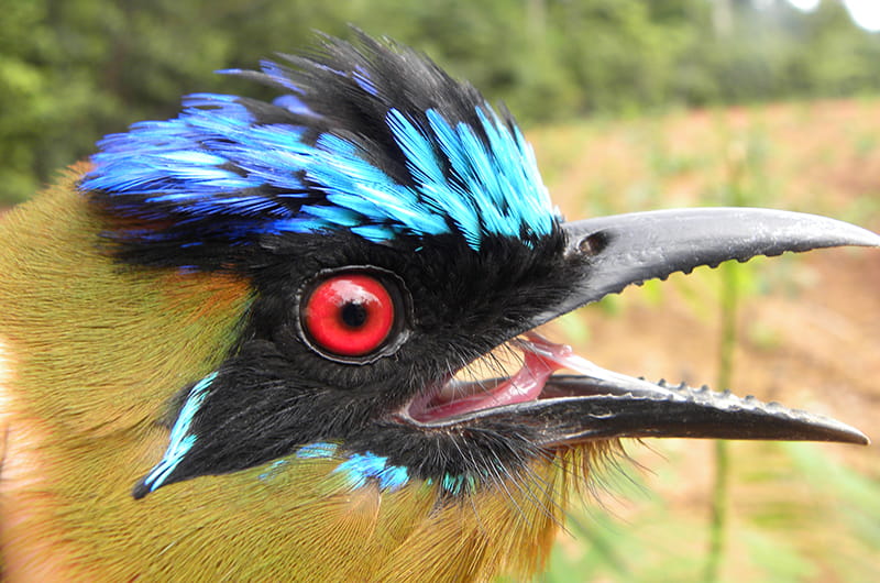 A close-up of the Amazonian motmot bird's head