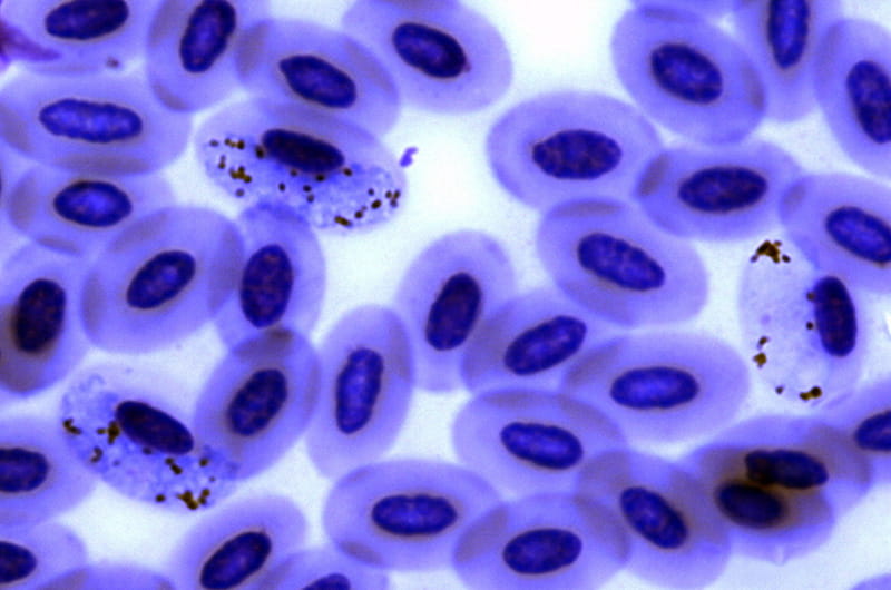 A microscopic image of plasmodium cells