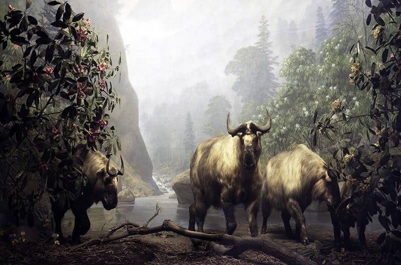 The takin diorama, which opened in 1935. Photo courtesy the Academy of Natural Sciences.