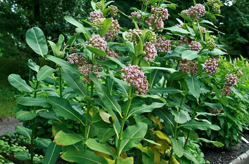 Asclepias syriaca with flowers