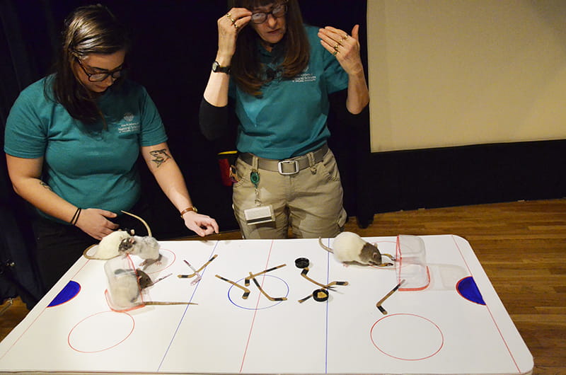 The complex sport of rat hockey was on display for all to see at the Academy of Natural Sciences.