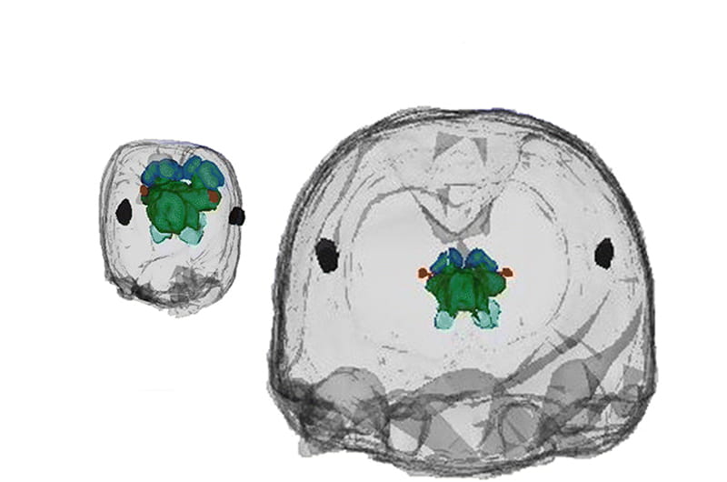 An X-ray view of the heads of a worker and a soldier ant and the brains inside their head. The worker is much smaller with the brain filling more of its head.