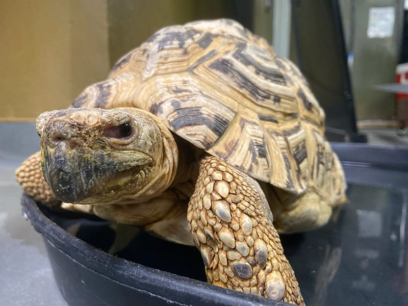 Leopard tortoise Ollie soaking in a tray of fresh water provided by staff.