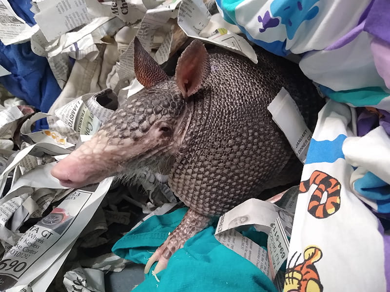 Violet, one of ANS' three armadillos, waking up from her cozy bed for some treats.