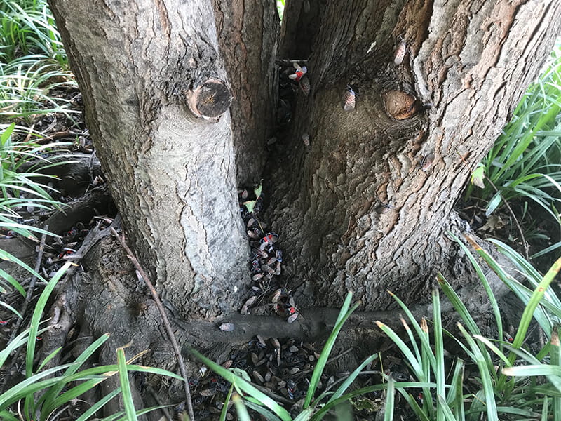 Dead spotted lanternflies at the base of maple trees outside of Van Rensselar Hall and Millennium Hall. Photo credit: Scott Dunham. 