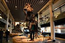 Kevin Sievers stands beneath the Academy's intimidating Tyrannosaurus rex.