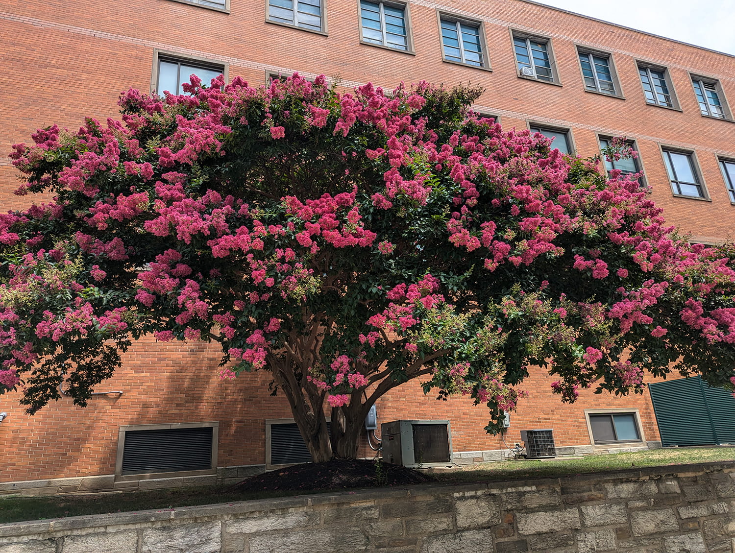 The crape myrtle tree between Stratton Hall and Chestnut Street