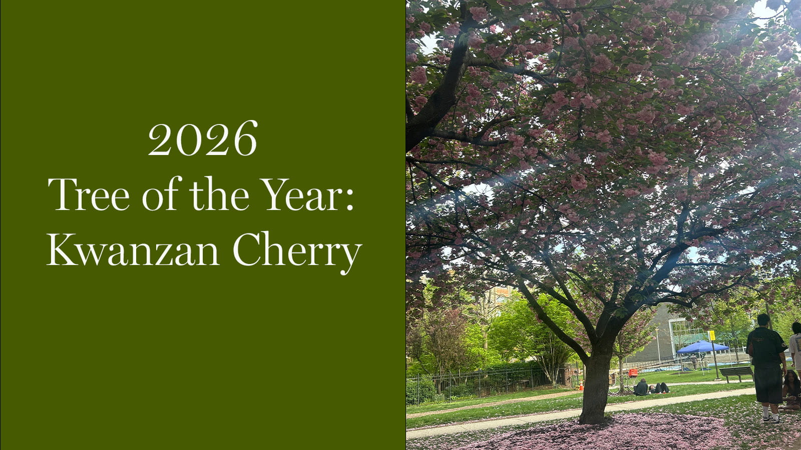 2026 Tree of the Year - Kwanzan Cherry