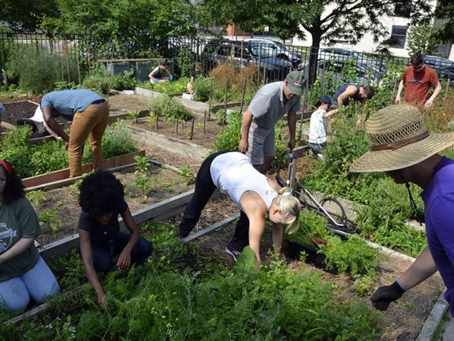 Community members working in a garden