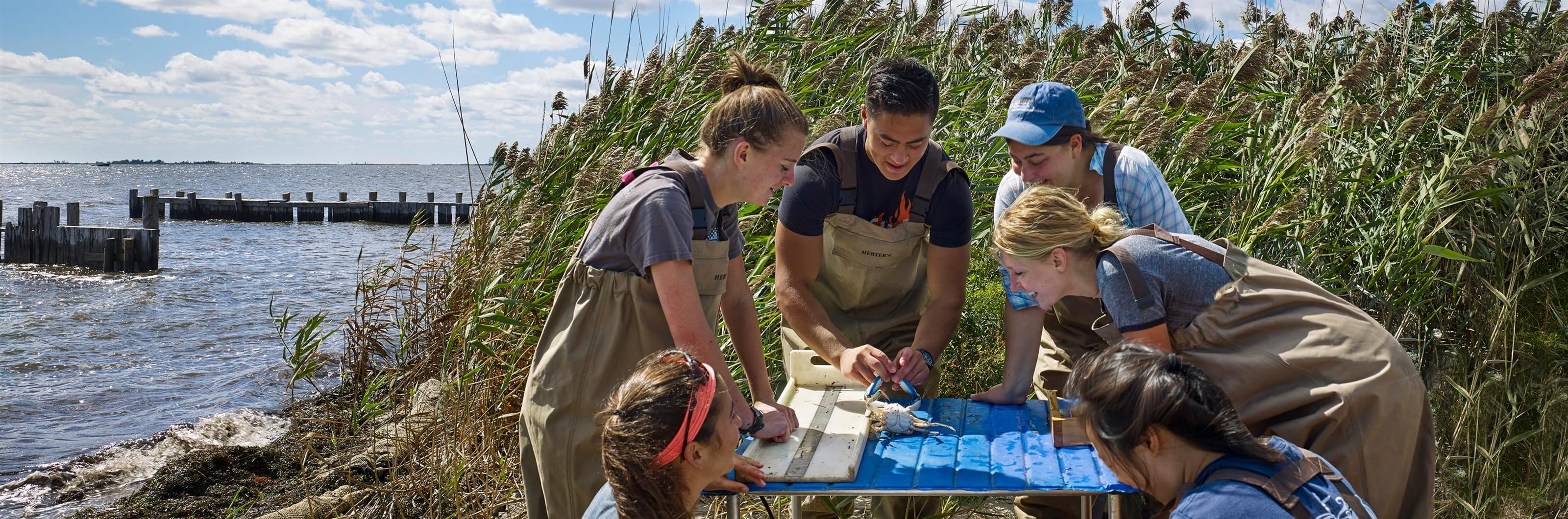 Students examining a crab near the water in Barnegat Light