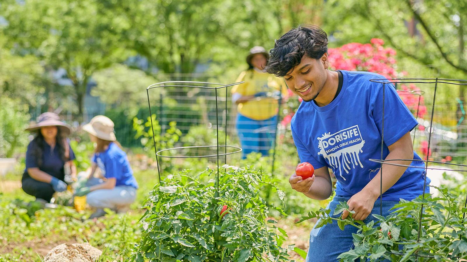 Drexel students harvesting vegetables in garden