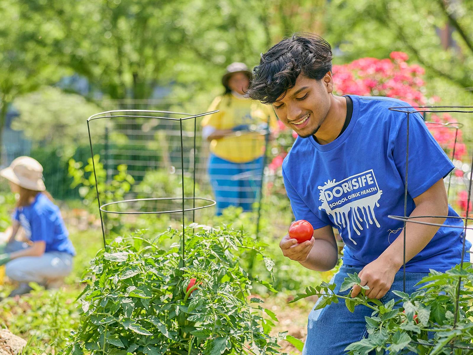 Drexel students harvesting vegetables in garden
