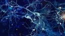 neurons cells