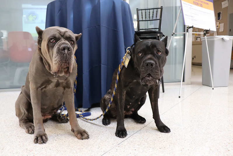 A photo of the Drexel Therapy Dogs