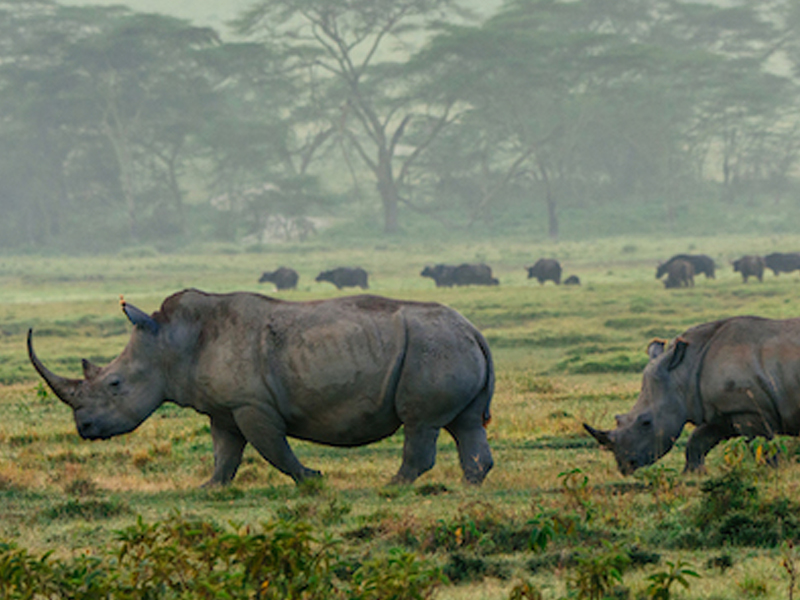 Kenya Safari: The Big 5