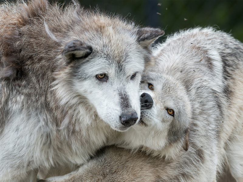 Wolves & Wildlife of Yellowstone