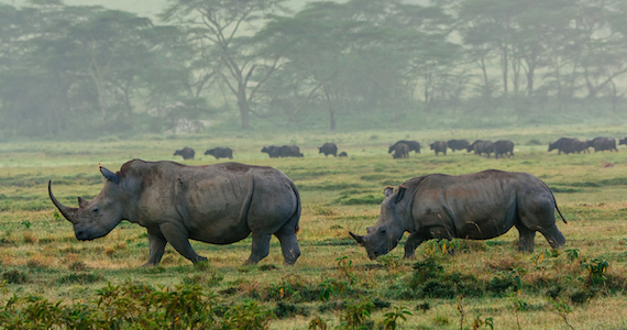Rhinos in Kenya