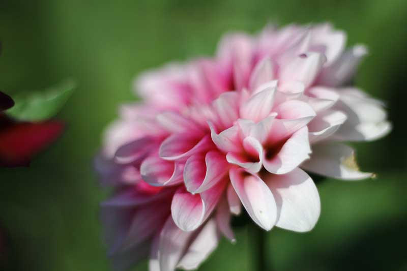Up-close image of a pink flower against a blurred green background. 