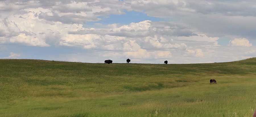 Buffalo in a field under a sky of blue. 