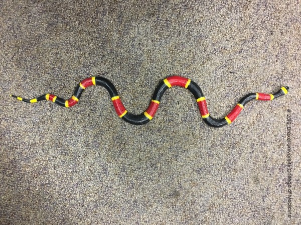 Drexel Toxicology Image Library - Coral Snake