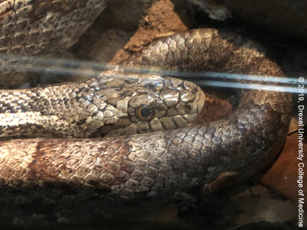 Drexel Toxicology Image Library - Non-Venomous Snakes