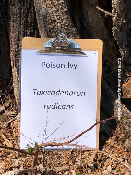 Drexel Toxicology Image Library - Poison Ivy