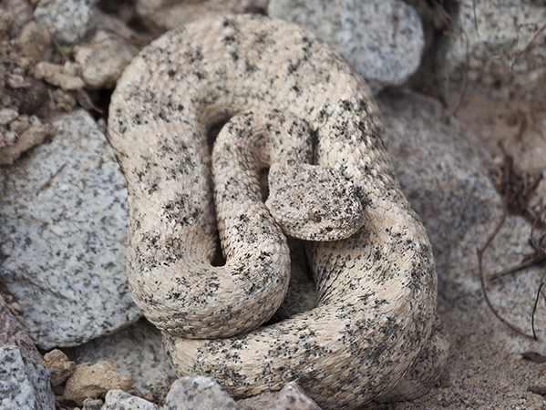 Drexel Toxicology Image Library - Speckled Rattlesnake (Crotalus mitchellii)