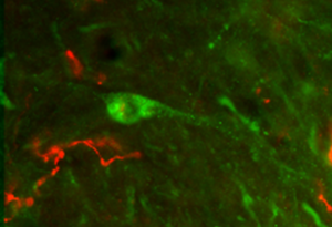 Reticulospinal axon (red) and parvalbumin labeled interneuron (green) in the  Intermediate grey matter of the lumbar spinal cord (magnification 40x)
