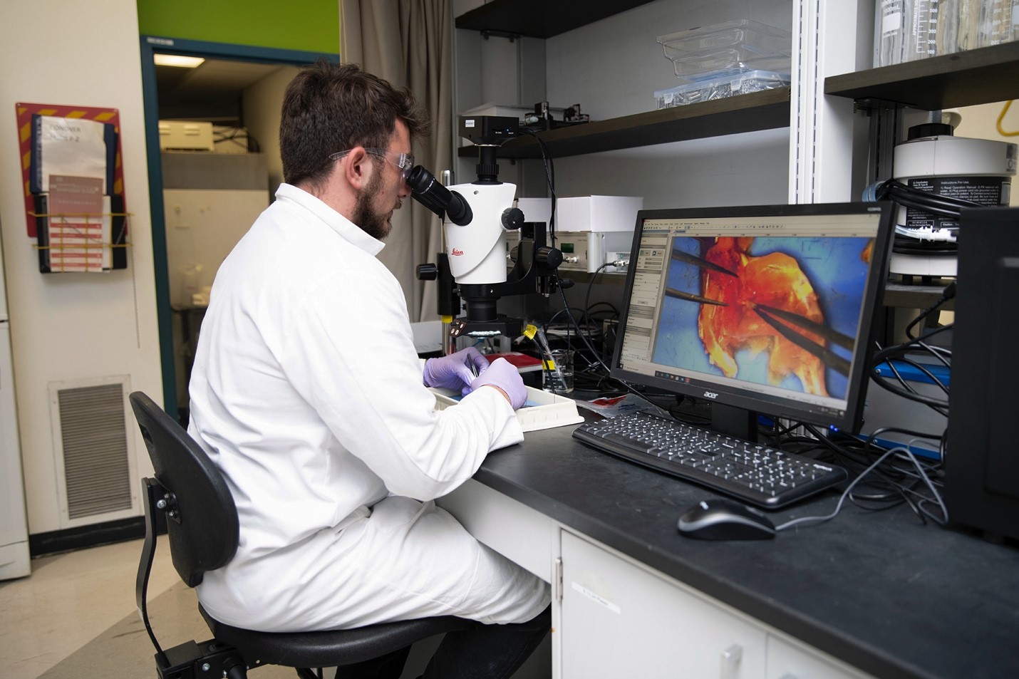 man sits looking into a microscope while image of muscle tissue and tweezers is projected on computer screen