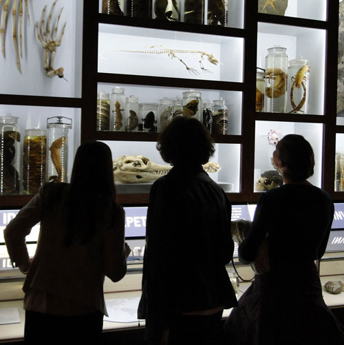 Drexel students observing preserved animals