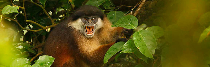 Drexel in Equatorial Guinea: Bioko Island primates