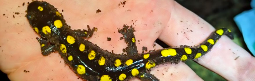 Drexel DESLA@Home student uses the scientific method to identify different species of salamanders.